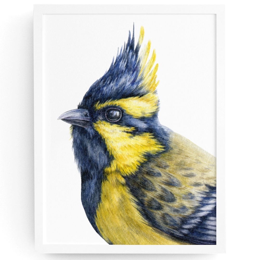 Watercolor Wall Art Himalayan Tit Bird Print Poster Unframed